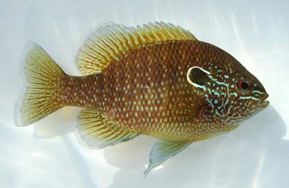 Obrazek