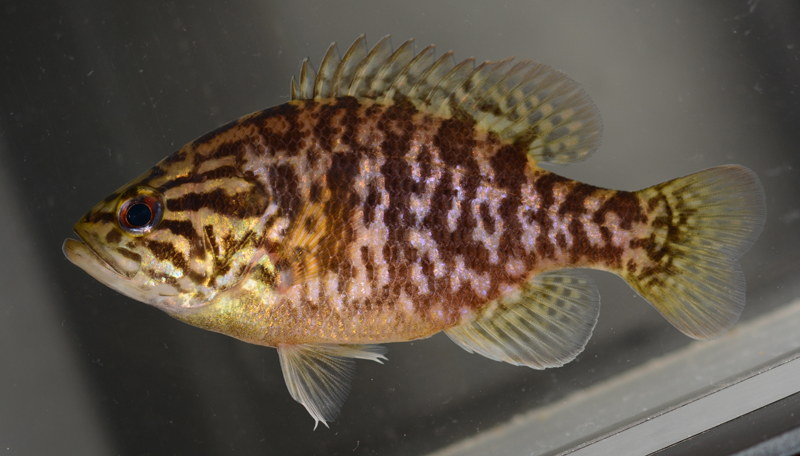 Pumpkinseed Sunfish